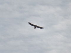 Haliaeetus pelagicus