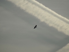 Haliaeetus pelagicus