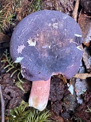Russula lenkunya