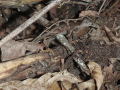 Anolis schiedii