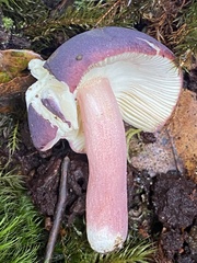 Russula lenkunya