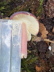 Russula lenkunya