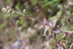 Swertia erythrosticta