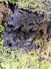 Collema subflaccidum