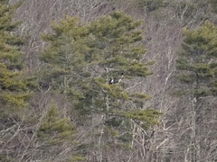 Haliaeetus pelagicus