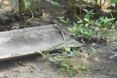 Cnemidophorus gaigei