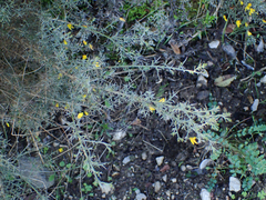 Ulex argenteus