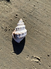 Struthiolaria papulosa