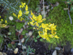 Ulex argenteus