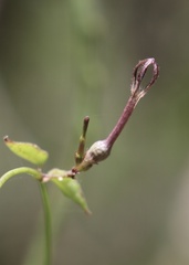 Ceropegia linearis
