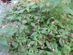 Impatiens textorii