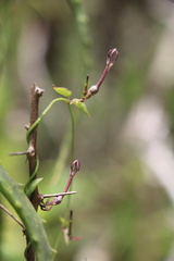Ceropegia linearis