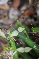 Ceropegia linearis