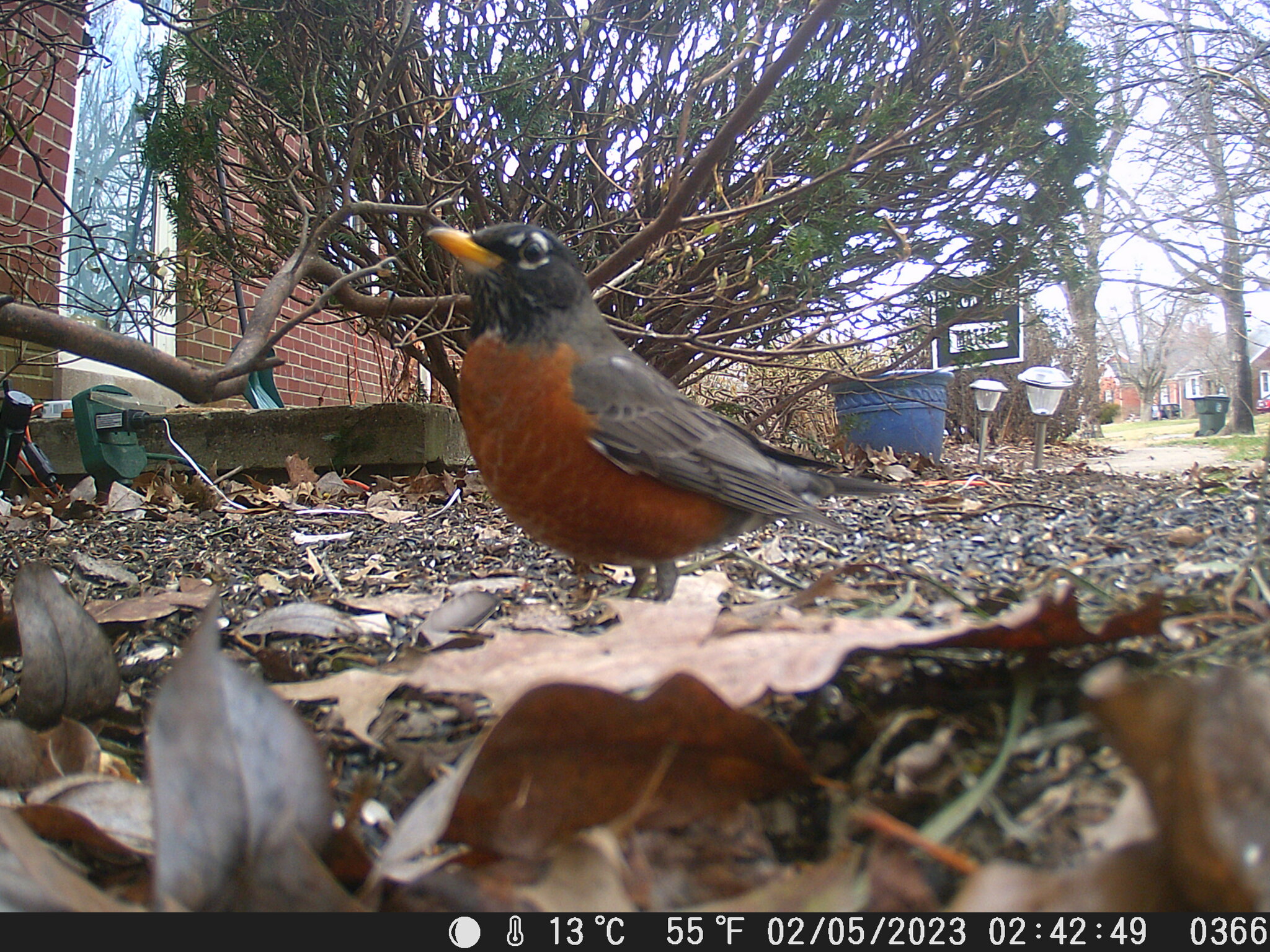 American Robin