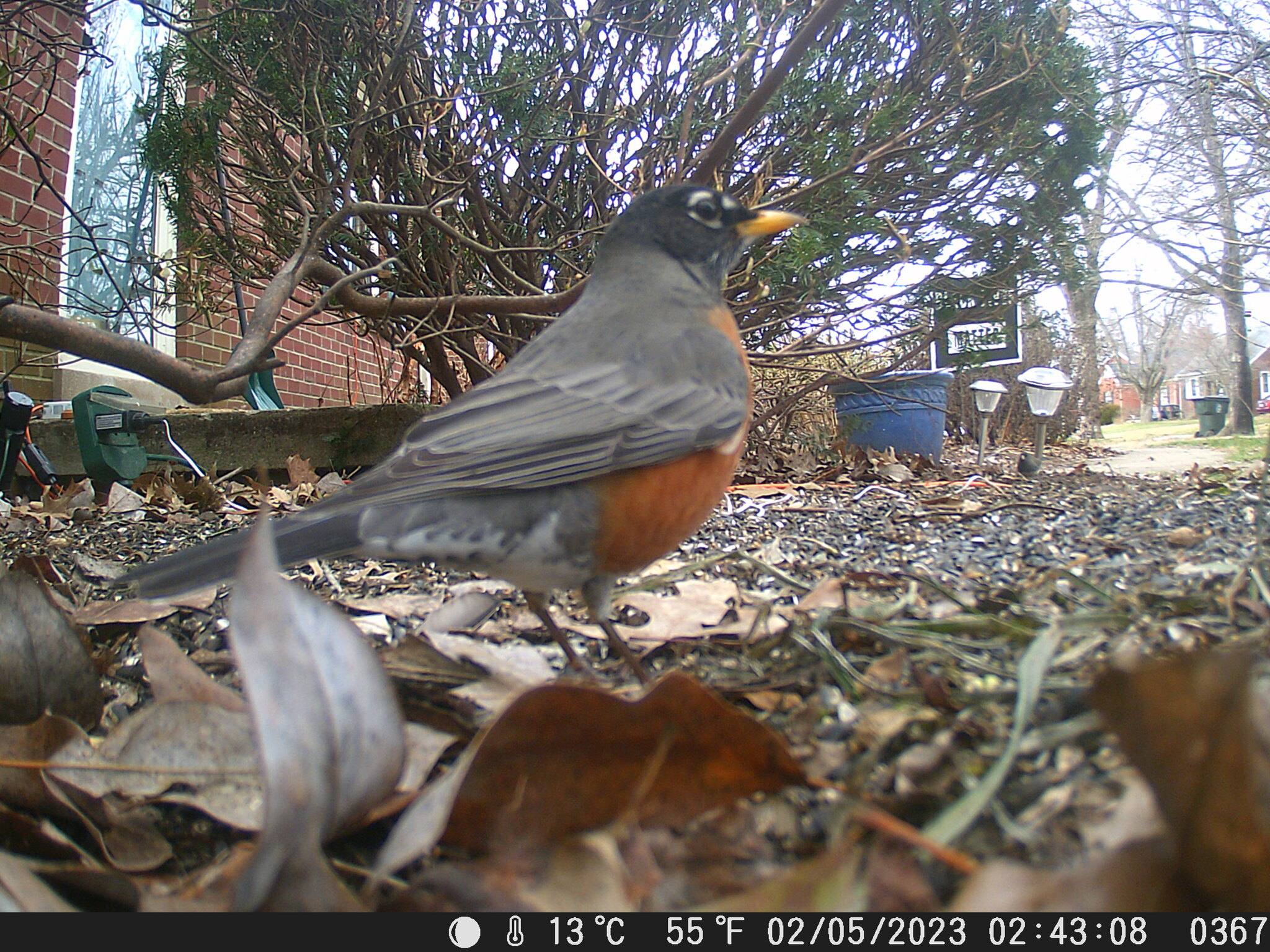 American Robin