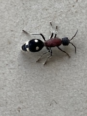 Dolichomutilla sycorax