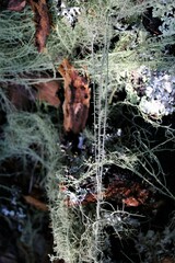 Usnea intermedia