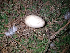 Anas platyrhynchos domesticus