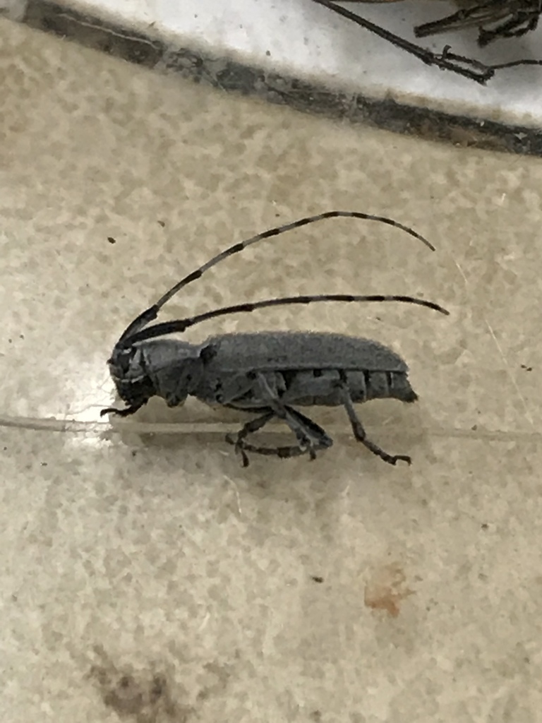 Dectes texanus