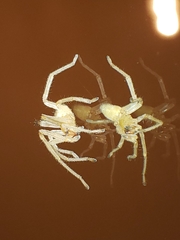 Cheiracanthium inclusum