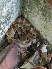 Bothrops jararaca