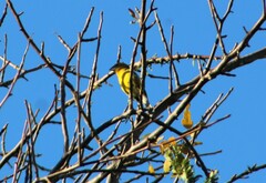 Pheucticus chrysopeplus