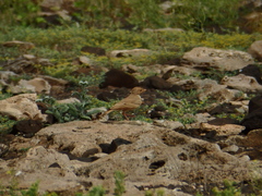 Ammomanes cinctura
