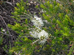 Melaleuca lanceolata
