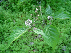 Callicarpa americana