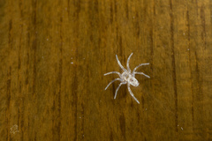 Oecobius cellariorum