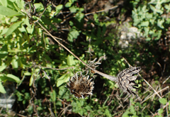 Cheirolophus sempervirens