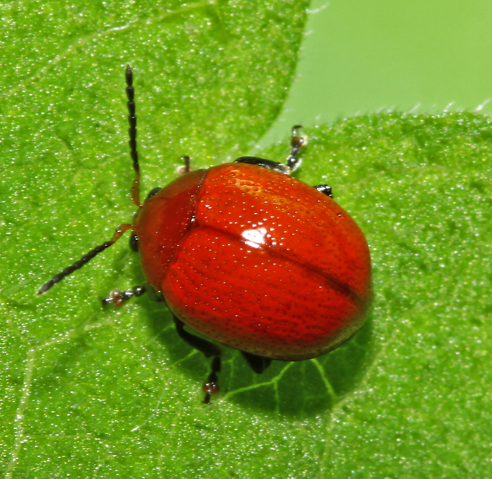 Argopus