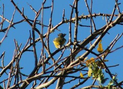 Pheucticus chrysopeplus