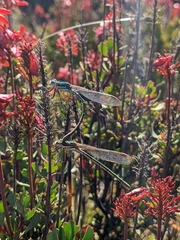 Austrolestes cingulatus