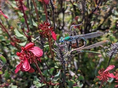 Austrolestes cingulatus