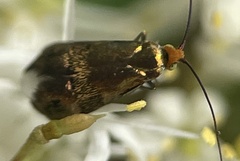 Nemophora sparsella