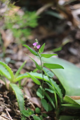Polygala macowaniana