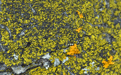 Candelariella efflorescens