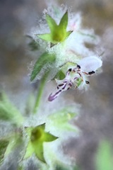 Stachys albens