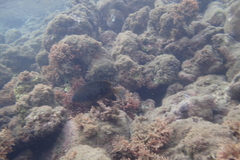 Plectroglyphidodon marginatus