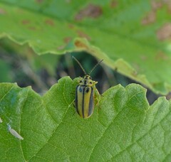 Xanthogaleruca luteola
