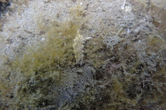 Plakobranchus ocellatus