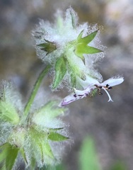 Stachys albens