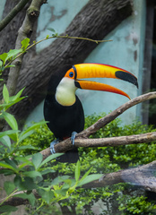 Ramphastos