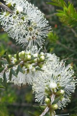Melaleuca lanceolata