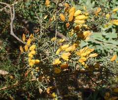 Ulex argenteus