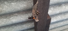 Vespa affinis