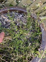 Epilobium nummulariifolium