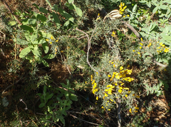 Ulex argenteus