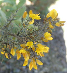 Ulex argenteus